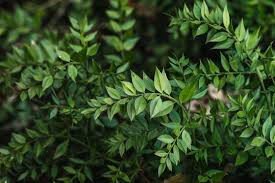 Image result for Hymenocardia ulmoides