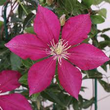 Image result for Clematis costata