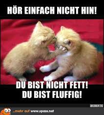 Katzenbabys weiãÿ blaue augen bilder katzen. Lustige Katzen Spruche Bilder Lustige Spruche Ideen
