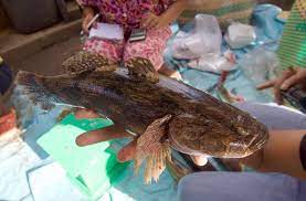 Fish • watchman goby & pistol shrimp • david attenborough. The Marvel Of The Marbled Goby Mekong Fish Network