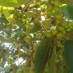 Image result for Vitex fischeri