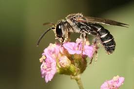 10 Painful Insect Stings As Measured By Science Bee On Flower Insect Stings Pollinating Flowers
