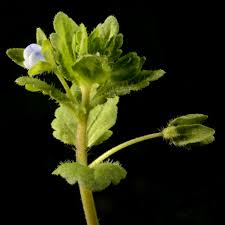 Image result for Veronica abyssinica