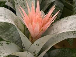 Bromelias Floracao Mudas E Pragas Fazfacil Praga Oleo De Nim Belos Jardins