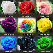 All About Rare Plant Uncommon Plant Unique Plant And Others Rare Black Rainbow Rose Plants