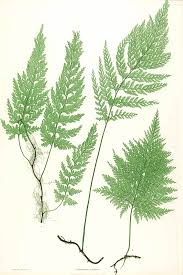 Image result for Vandenboschia gigantea
