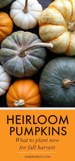 Heirloom Pumpkin Varieties Recommendations And Timing Pumpkin Varieties Heirloom Pumpkins Pumpkin