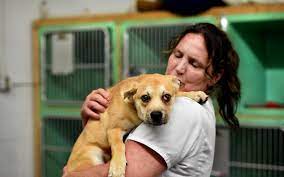 View our propublica profile for irs form 990. We Have Lots Of Concerns Questions Arise As Animal Rescues Increase From Other States Countries Brainerd Dispatch