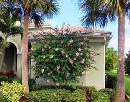 There are two types of hibiscus trees; Anderson Crepe Hibiscus Tree Impresses In Easter Pink Artistree Artistree