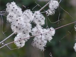We did not find results for: Clematis Liane Plant Free Photo On Pixabay