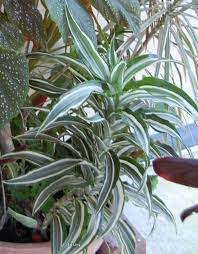 Arroser passablement avec de l'eau de pluie en empêchant les pointes des feuilles de tourner au marron, ne pas laisser le sol sécher. 1 Plant Dracaena White Jewel Fahrschule Kursatvarol De