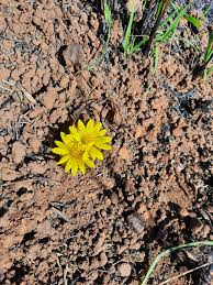 Image result for Aspidoglossum interruptum