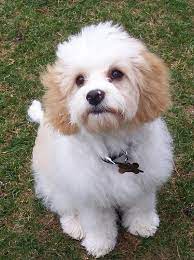 10 Unreal Cavalier King Charles Spaniel Cross Breeds You Have To See To Believe King Charles Cavalier Spaniel Puppy Cavachon Puppies Cavachon