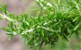 How to harvest dill without killing the plant. How To Harvest Dill Without Killing The Plant