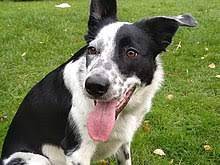 Border Collie Wikipedia