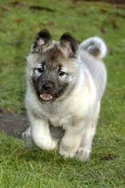 Google Image Result For Http Aboutzoo Net Dogs En Wp Content Uploads 2010 10 Elkhound Puppies Dog Breeds Norwegian Elkhound