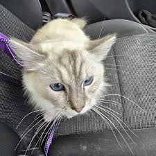 Hi all this sweet girl is supposed to be a lilac point, what do you all  think