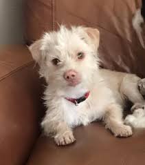 She is a female, and she is only 3 weeks old. Butters A Westie Terrier Poodle Mix S Web Page