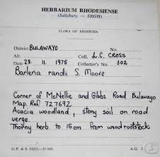 Image result for Barleria randii