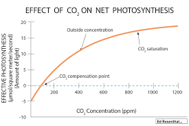 Cannabis And Co2 Why Plants Suffer If They Dont Get At