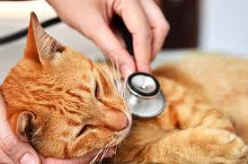However, if your cat sneezes more frequently, it may be time to visit the vet to find out what¿s ailing your sneezing cat. Sneezy Wheezy And Snorey Feline Asthma And Other Cat Breathing Noises West Park Animal Hospital
