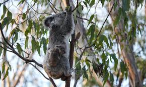 Sep 14, 2021 · kids love asking questions and their constant 'whys, how's, who's ' are enough to drive even the smartest parents crazy! 10 Interesting Facts About Koalas Wwf Australia Wwf Australia