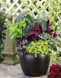 Container Gardening Container Garden Design Container Flowers Plants
