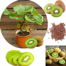 Check spelling or type a new query. 20pcs Healthy Delicious Actinidia Vine Seeds Bonsai Fruit Tree Seed Garden Supplies Kiwi Seeds Buy At A Low Prices On Joom E Commerce Platform