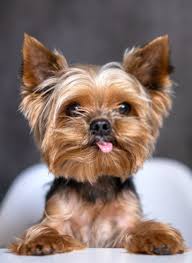 Pin By Alla Redko On Yorkshire In 2020 Yorkshire Terrier Dog Yorkshire Terrier Puppies Yorkie Terrier