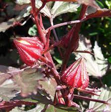 If you live in a climate where temperatures dip below freezing please keep that in mind when ordering. Plant Of The Month Mahogany Splendor Hibiscus West Hawaii Today
