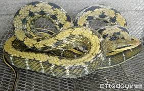 (mainland china and malaysia hokkien) python. 2å…¬å°ºé»'çœ‰éŒ¦è›‡ å…¨èº«é±—ç‰‡é–ƒé–ƒ æ»'é€²å®¶ä¸­ å±‹ä¸»åš‡ ç´„æ‰‹è‡‚é€™éº¼ç²— Ettodayå¯µç‰©é›² Ettodayæ–°èžé›²