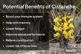 Image result for Cistanche tinctoria