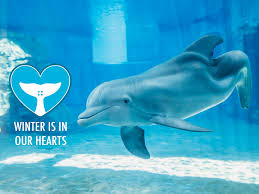 Winter the Dolphin's Memorial Website