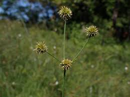 Image result for Rhynchospora holoschoenoides