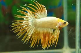 Gold Platinum Crown Tail Betta Aquarium Betta Fish Betta Fish Tank