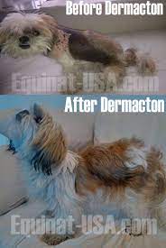 Dermacton Reviews Equinat Usa Com Yeast Infection Extreme Itching Dog Skin