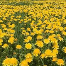 Image result for Taraxacum