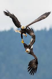 Eagles — hotel california eagles — take it easy eagles — new kid in town Reader S Lens Bald Eagles Dance Midair In An In Flight Faceoff Over Hood Canal The Seattle Times