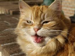 Lo stato infiammatorio cronico accomuna tutte le malattie autoimmuni. Ulcere Orali Nel Gatto Una Patologia Molto Comune