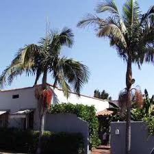 Image result for Archontophoenix cunninghamiana