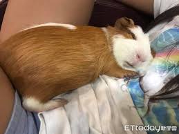 When all the truth was. å¤©ç«ºé¼  å¯¶å¯¶å¼è¨ŽæŠ± çž‡çœ¼ç¡è'—ç¶²å‹èžåŒ–ç¾¨æ…• åˆ¥äººå®¶çš„ Ettodayå¯µç‰©é›² Ettodayæ–°èžé›²