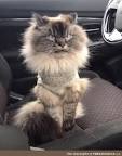What is the most angry cat breed? - Quora