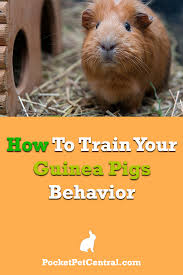 There are things you can do to encourage litter box use. How To Litter Train A Guinea Pig Arxiusarquitectura
