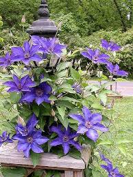 People use the parts that grow above the ground to make medicine. Mr President Clematis Clematis Flower Flowering Vines Clematis