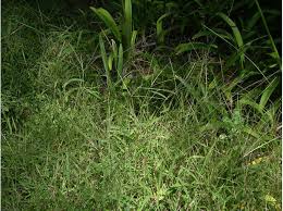 Image result for Digitaria dunensis
