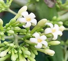 Gambar Bunga Pepaya Jual Bunga Pepaya Bunga Pepaya Gantung Bunga Pepaya Jantan Kota Cilegon Griyamulia Tokopedia Down Bunga Menggambar Bunga Gambar Kartun