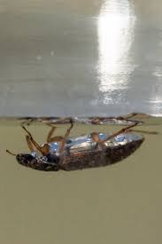 How To Get Rid Of Water Bugs In Your Pool | Zodiac Australia