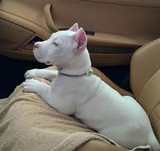 Pure Cuteness Right There White Pitbull Puppies Pitbull Puppy White Pitbull