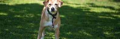 Maybe you would like to learn more about one of these? Why Do Dogs Get Hiccups Causes And Treatment My Pet Needs That