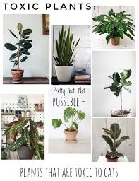 Maybe you would like to learn more about one of these? 50 Indoor Plants Safe For Cats Children Pflanzen Dekor Zimmerpflanzen Pflanzen